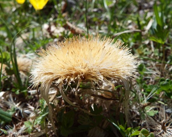 Steemless Carline Thistle side view