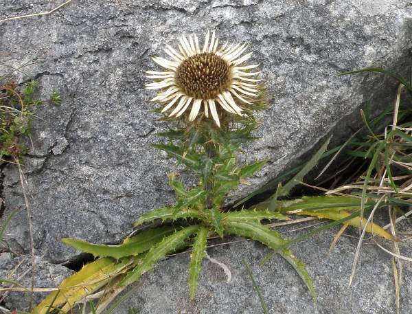 Carline Thistle Carlina vulgaris