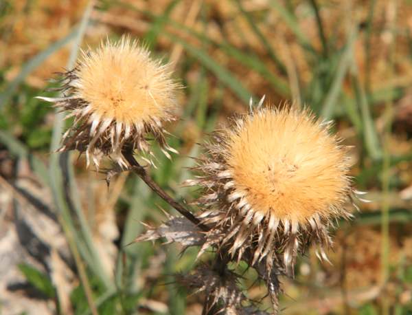 Carline Thistle seedheads