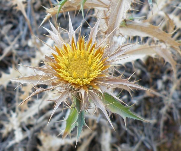 Carlina vulgaris, closeup of a fresh flower