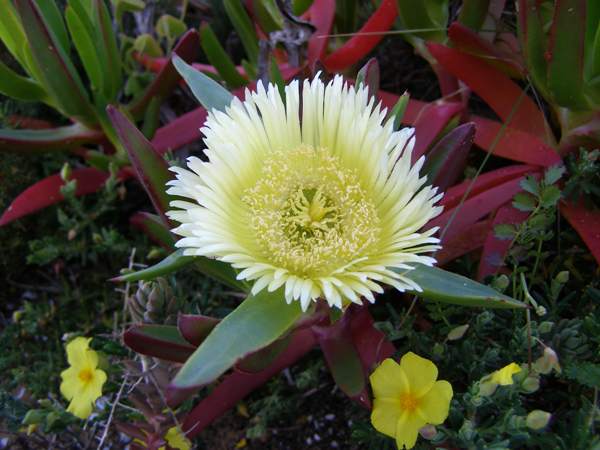 Carpobrutus edulis, yellow form