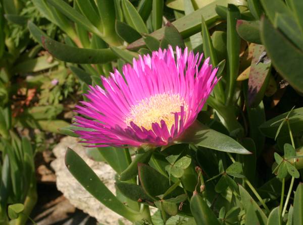 pink hottentot fig