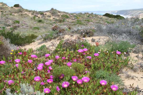 Red-flowered Hottentot Fig, Portugal