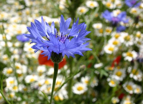 Centaurea cyanus, Cornflower