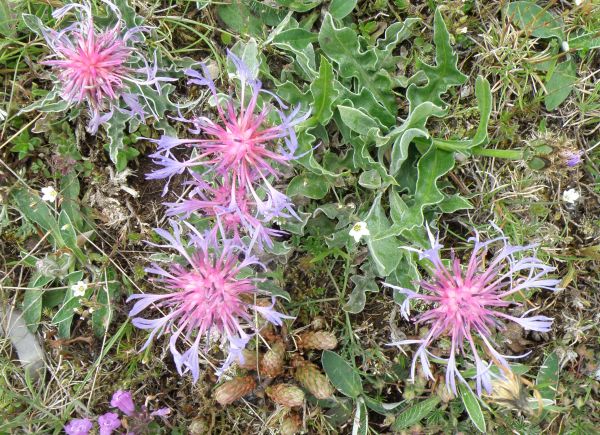 Centaurea montana, Perennial Cornflower, Italy