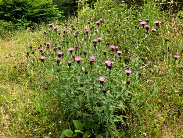 Common knapweed, Centaurea nigra
