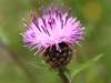 Centaurea nigra, Common Knapweed