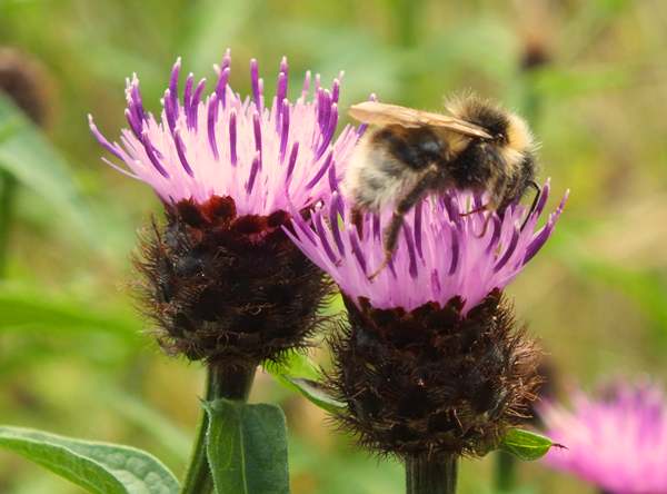Common knapweed - closeup of flowers
