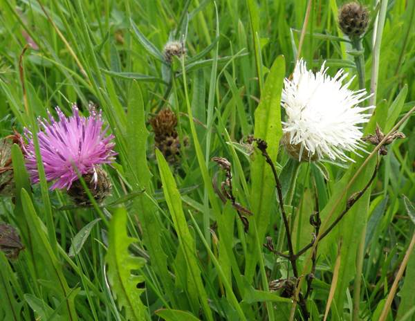 Rare white form of Centaurea nigra