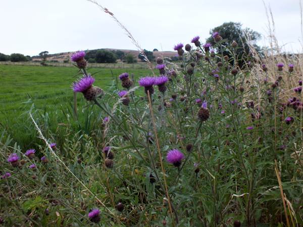 Knapweed at Borth Bog