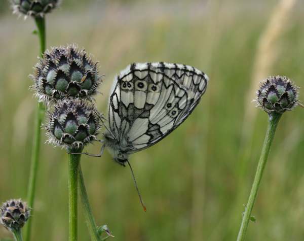 Butterfly on buds of Centaurea scabiosa