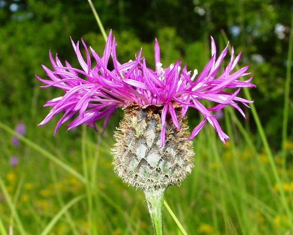 Centaurea scabiosa, soutern England