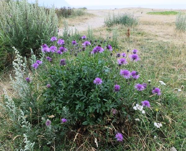 Centaurea scabiosa near Llandudno