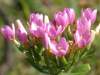 Centaurium erythraea