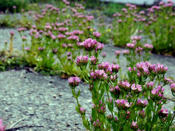 Common Centaury growing between patio slabs