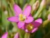 Centaurium pulchellum, Lesser Centaury