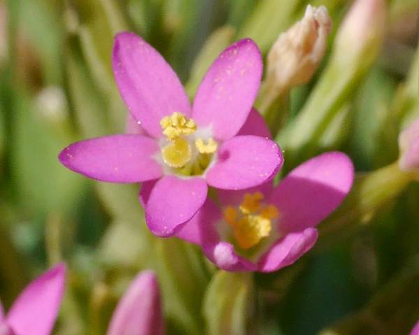 Lesser Centaury, flower raceme
