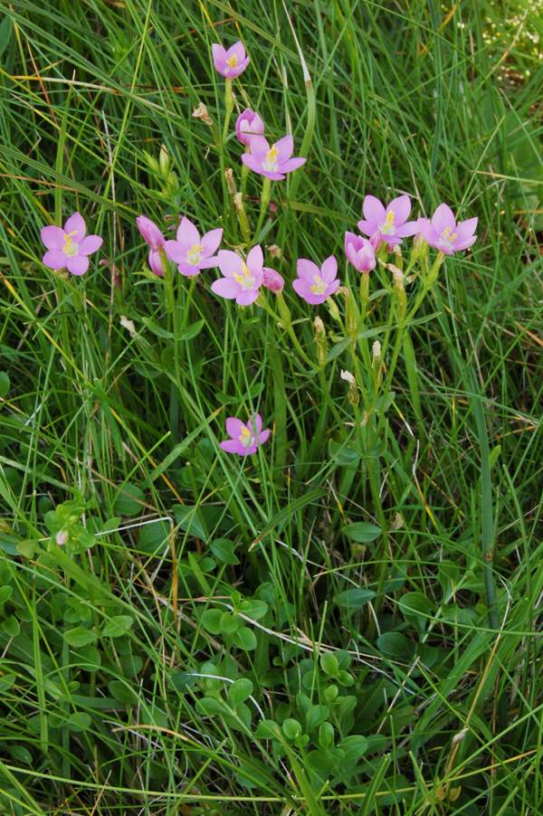 Perennial Centaury