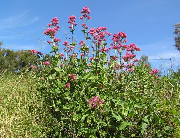Centranthus ruber, Pembrokeshire, Wales