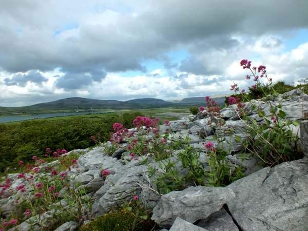 Centranthus ruber, Red Valerian, Burren Ireland