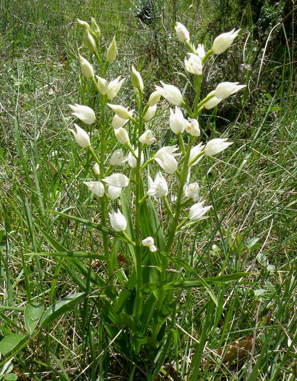Sword-leaved Helleborine Cephalanthera longifolia