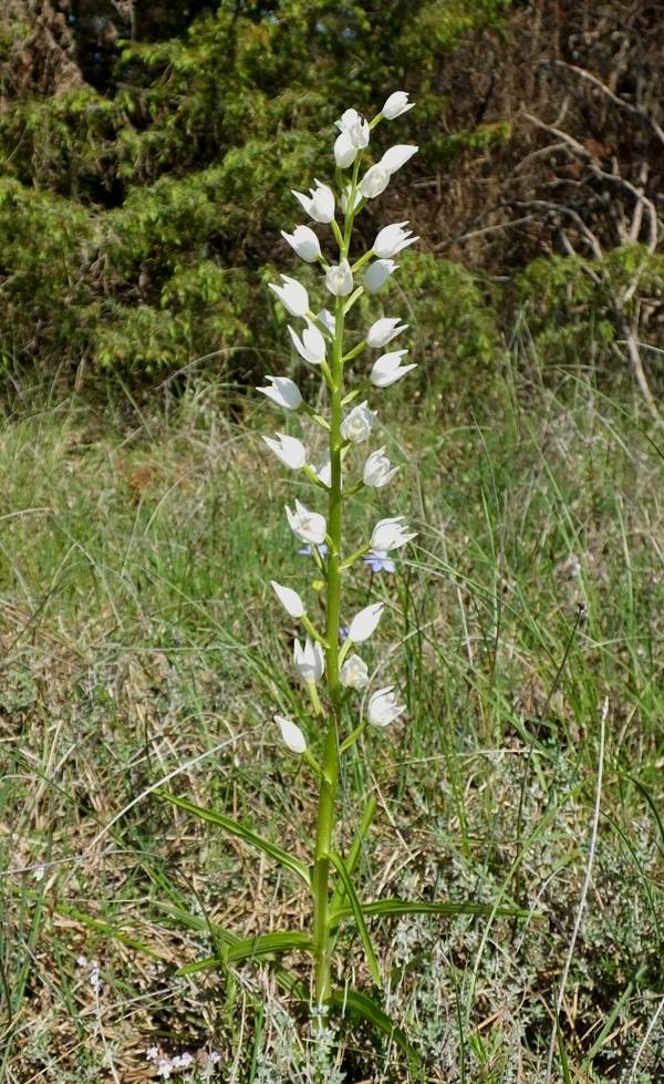 Sword-leaved Helleborine Cephalanthera longifolia, southern France