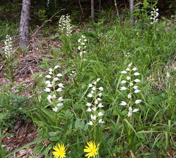 Sword-leaved Helleborine Cephalanthera longifolia, Slovenia