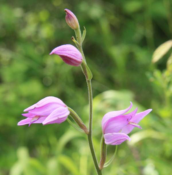 Closeup of flowers of Cephalanthera rubra, Red Helleborine