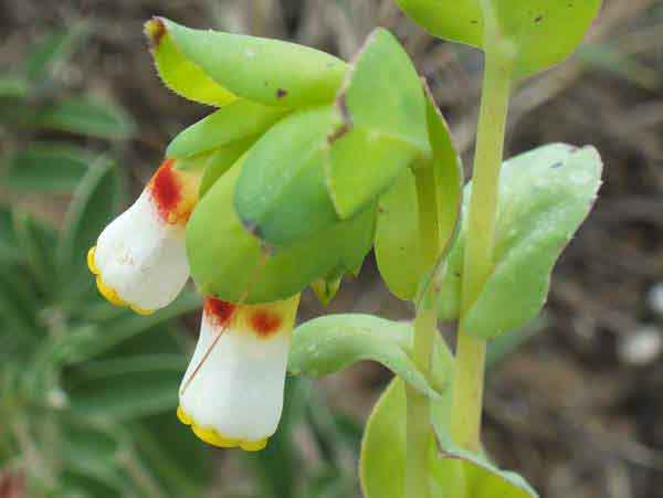 Cerinthe major