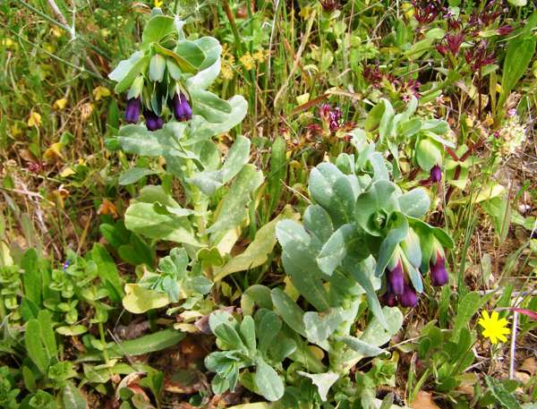 purple honeywort