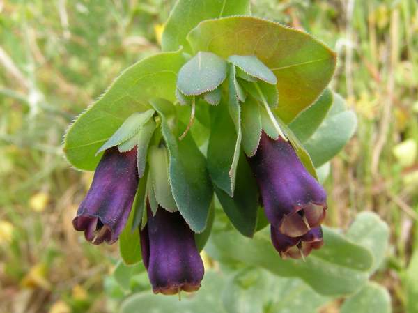 Cerinthe major, Honeywort, closeup of flowers