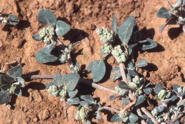 Stinking Goosefoot
