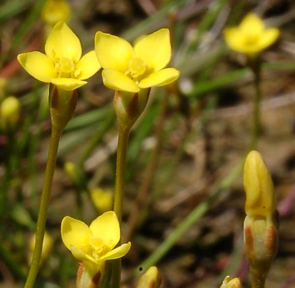 Cicendia filiformis - Yellow Centaury, closeup of flowers