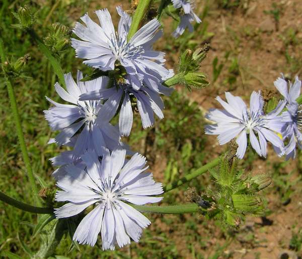 Cichorium intybus - Chicory