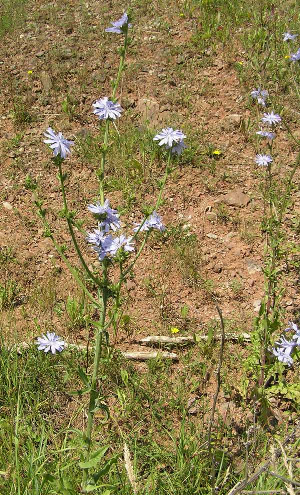 Cichorium intybus, Chicory, Wales