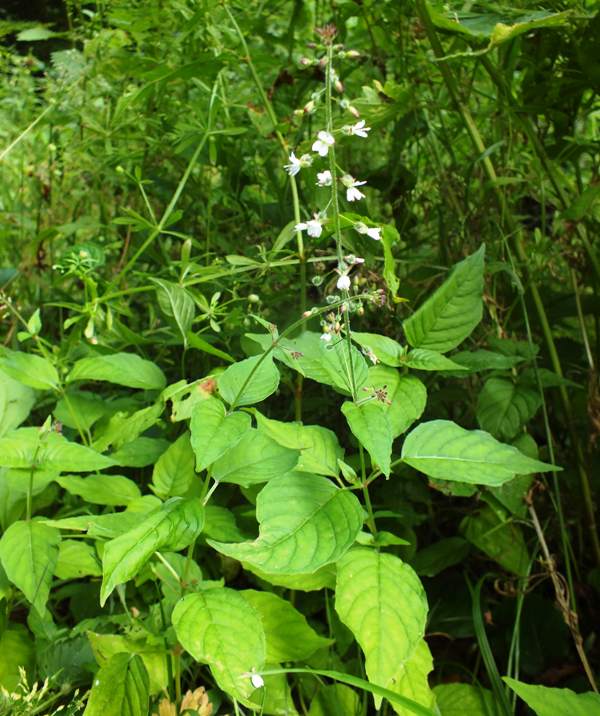 Enchanter's Nightshade