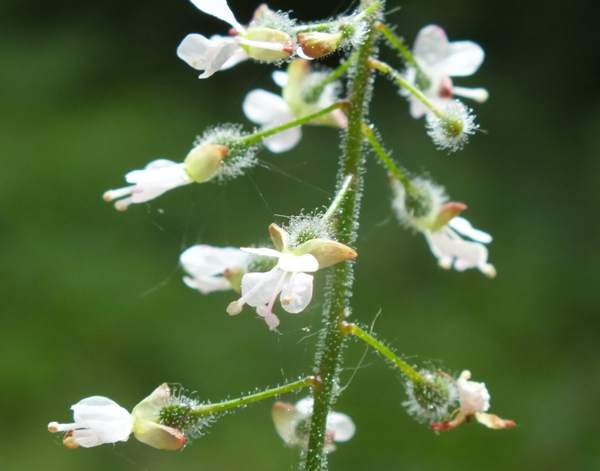 Closeup of Enchanter's Nightshade