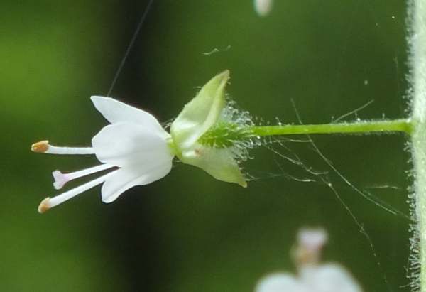 Detail of flower, Enchanter's Nightshade