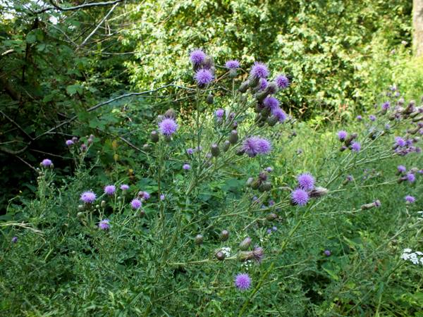 Creeping Thistle Cirsium arvense