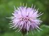 Cirsium arvense, Creeping Thistle