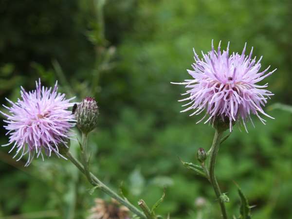 Creeping Thistla plant in flower