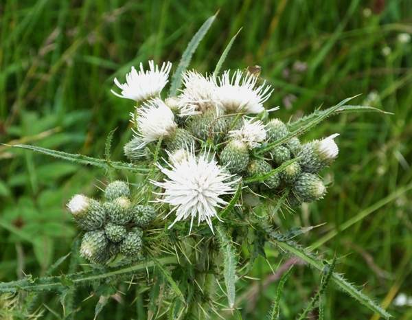 Creeping Thistle Cirsium arvense, white form