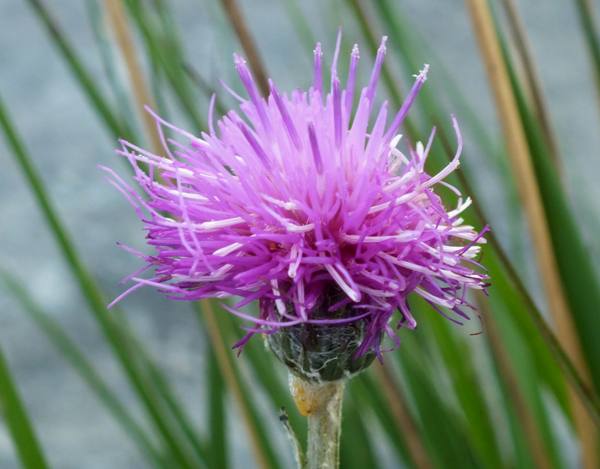 Meadow Thistle Cirsium dissectum