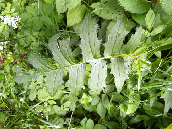 The deeply divided leaves of Yellow Melancholy Thistle