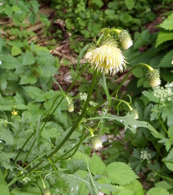 Yellow Thistle Cirsium erisithales, showing the sticky stem and sparse leaves