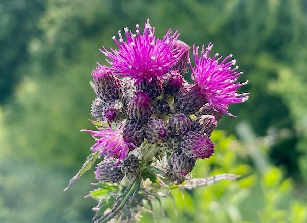 Marsh Thistle Cirsium palustre
