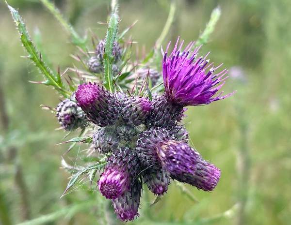 Marsh Thistle flower cluster