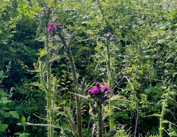 Marsh Thistles in sunlight