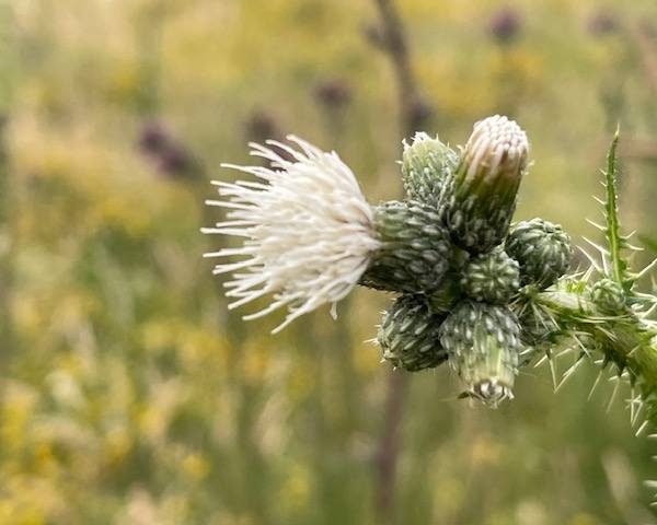 Marsh Thistle Cirsium palustre, white form