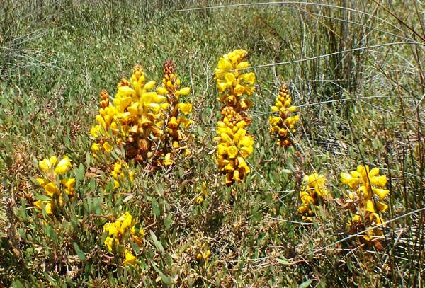 Cistanche phelypaea